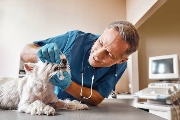Best Emergency X-Rays and Diagnostics in Purcellville, VA
